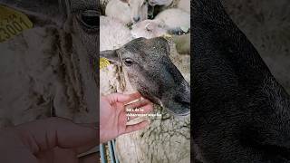 Suivez un chantier de tonte en une minute ! 🐑 #wool #valorisation #tonte #artisan #artisanatfrancais