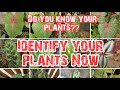 Plants Name List