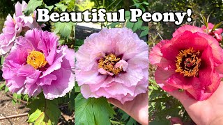 Best Peony I've Seen This Spring!🌸🌼🌸