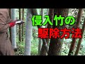 竹を枯らして駆除する方法をご紹介!実施前は専門家への相談をお勧めします。
