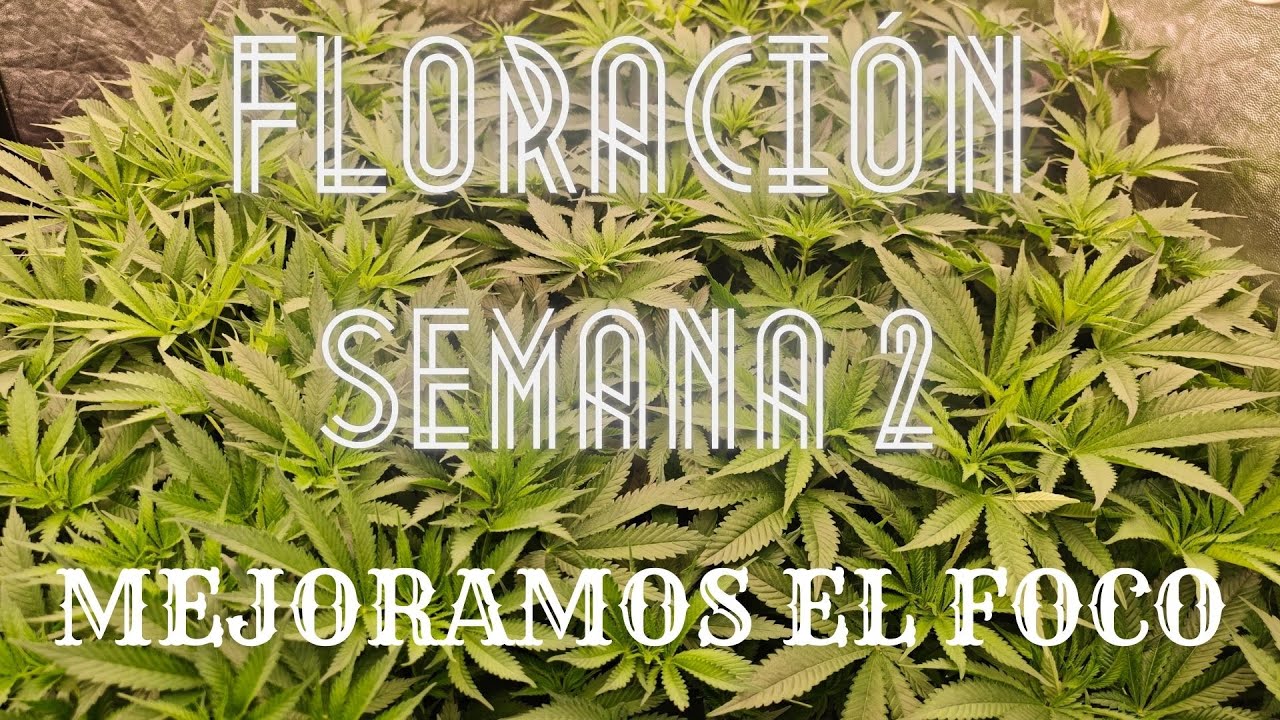 🍁CAPÍTULO 9 | ESTIRAMIENTO🌲 MEJORAMOS EL FOCO CON KIT ADLITE + iTIMER | NUEVO MARS HYDRO FC-E6500 🍁