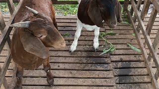 2 female goats 36\/38kg VIP (newly spayed) #nongnghiephay #channuoi #xuyen #de #hayday #farming