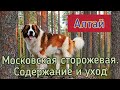 Московская сторожевая. Содержание и уход