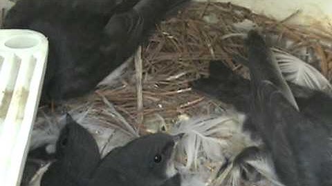 Tree Swallow Diary 2011 Part 12 - Ready to Fledge 6/21/2011