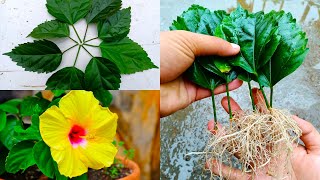 Grow Hibiscus Flower From Leaves -Simple Way | Gardening with Johnson Engleng screenshot 5