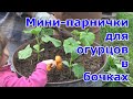 Мини-парнички для огурцов.  Высадка огурцов в бочки. Крапива отличный помощник в выращивании огурцов