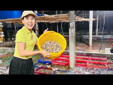 Video Về Quê xuất Ốc | Cá Khô chấm chẩm chéo A Hải SaPa TV... - youtube