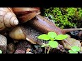 Snails, more than just slow? Unveiling the surprising facts! #snail #snails #siput #bekicot #utaniku