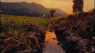 Cinematic 30 detik | sinematik 30 detik | Mentahan video aesthetic | Cinematic sunset sawah