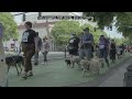 On-Site Video Storytelling for the Oregon Humane Society Doggie Dash | eclectiq MEDIA