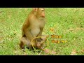 OMG Monkey Bonita Sit On The Baby They Are Very Funny OMG Monkey Bonita Sit On The Baby They Are Very Funny