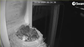 Mother Bird Feeding Her Baby Chicks - Live Robin's Nest Camera