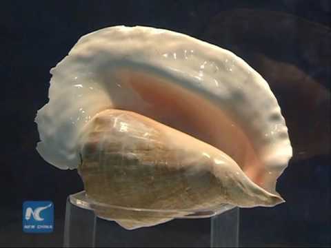 biggest sea shell in the world