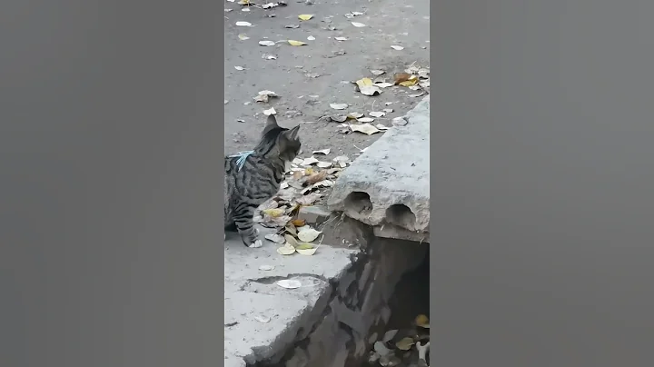 This cat quickly catches a mouse