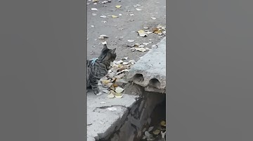 This cat quickly catches a mouse