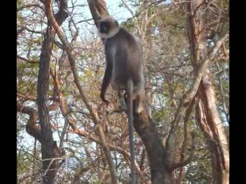 Nagarhole National park