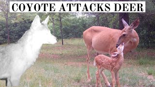 Coyote Kills Deer