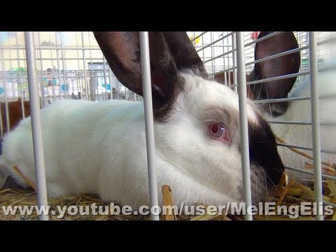 Vidéo: Creme d'Argent Rabbit