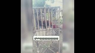 🔔 SUBCRIBES GAESS ☕😎 AYAM PELUNG VIRAL 2023 PUN TALAGA ARUM 💎🤠🏆