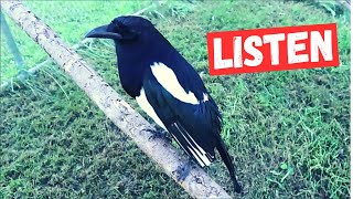 Listen to this magpie Talk