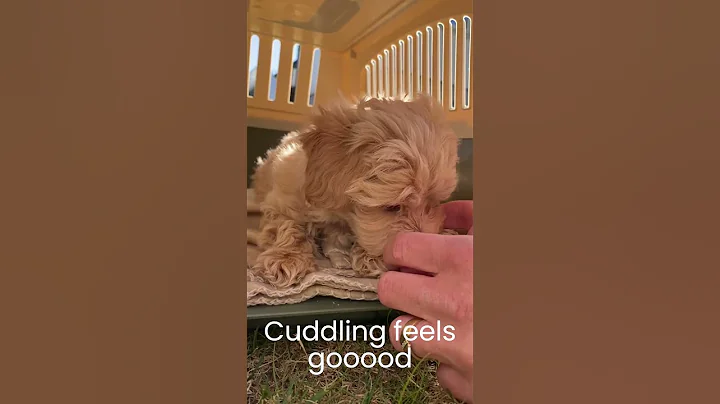 Bringing Home My 8-Week-Old Maltipoo Puppy 🐶 | First Day Together