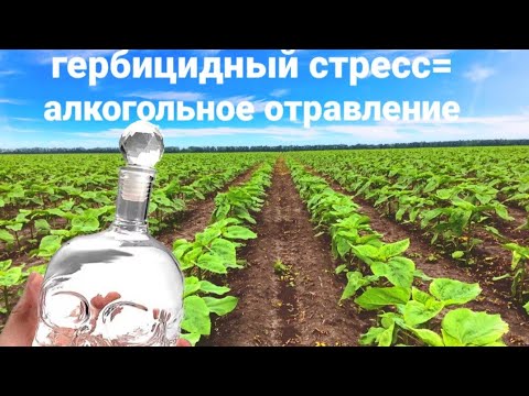 Подсолнечник-гербицидный стресс нужен