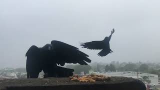 CROWS ARE UNDENIABLY BASED AND DOPE FOR CARING MORE ABOUT PEANUTS THAN POLITICS