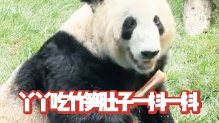 丫丫咔哧咔哧吃着竹笋，肚子上的肉一抖一抖，终于苦尽甘来！|【哒婷】关爱小动物