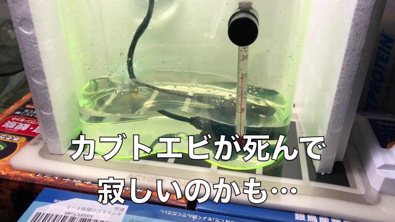 カブトエビ卵投入リベンジ 9 1日目 Youtube