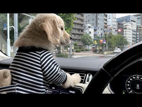 可愛いゴールデンレトリバーの子犬ティトとおでかけドライブ。