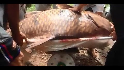 Bắt được cá hô 130 kg ở sông Đồng Nai