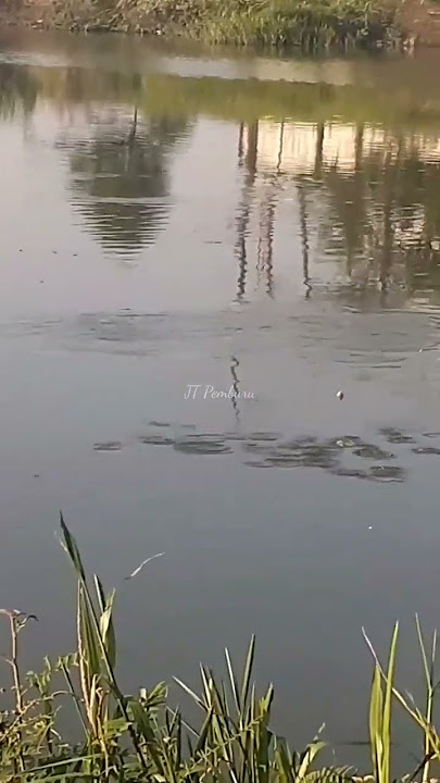 Shot tilapia#fishhunting