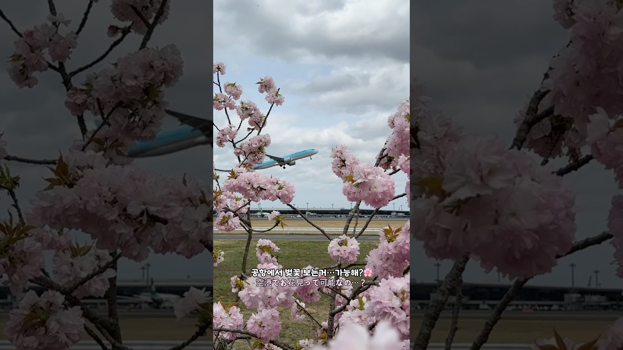 공항에서 벚꽃구경✈️🌸