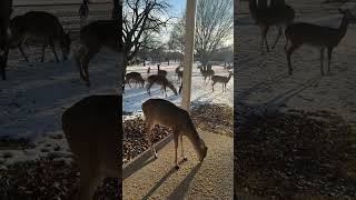 Snow And Ice Thawing Hungry Hungry Deer