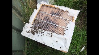 Uniting Honey Bee Colonies using the paper method