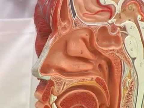Video: ¿Cuál es la función de las fosas nasales?