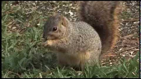 Fox Squirrel Vs Eastern Gray Squirrel, Squirrel Action For Cats!