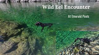 WILD EEL Swims Up to Us at Emerald Pools | Pelorus River Hike with Dogs