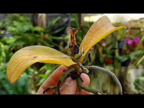 Vídeo: Por que minha orquídea está morrendo?