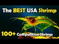 The Best Breeders of Shrimp in the USA - Complete Tour of the American Shrimp Contest