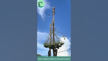 Timber Cutting — One of the Most Dangerous Jobs in the World