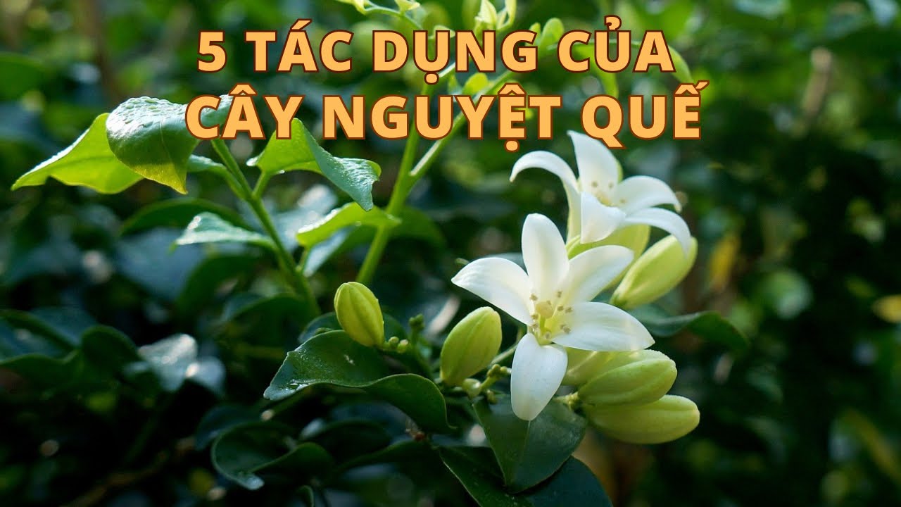 CÂY NGUYỆT QUẾ | 5 tác dụng của CÂY NGUYỆT QUẾ | CTQT6455#67