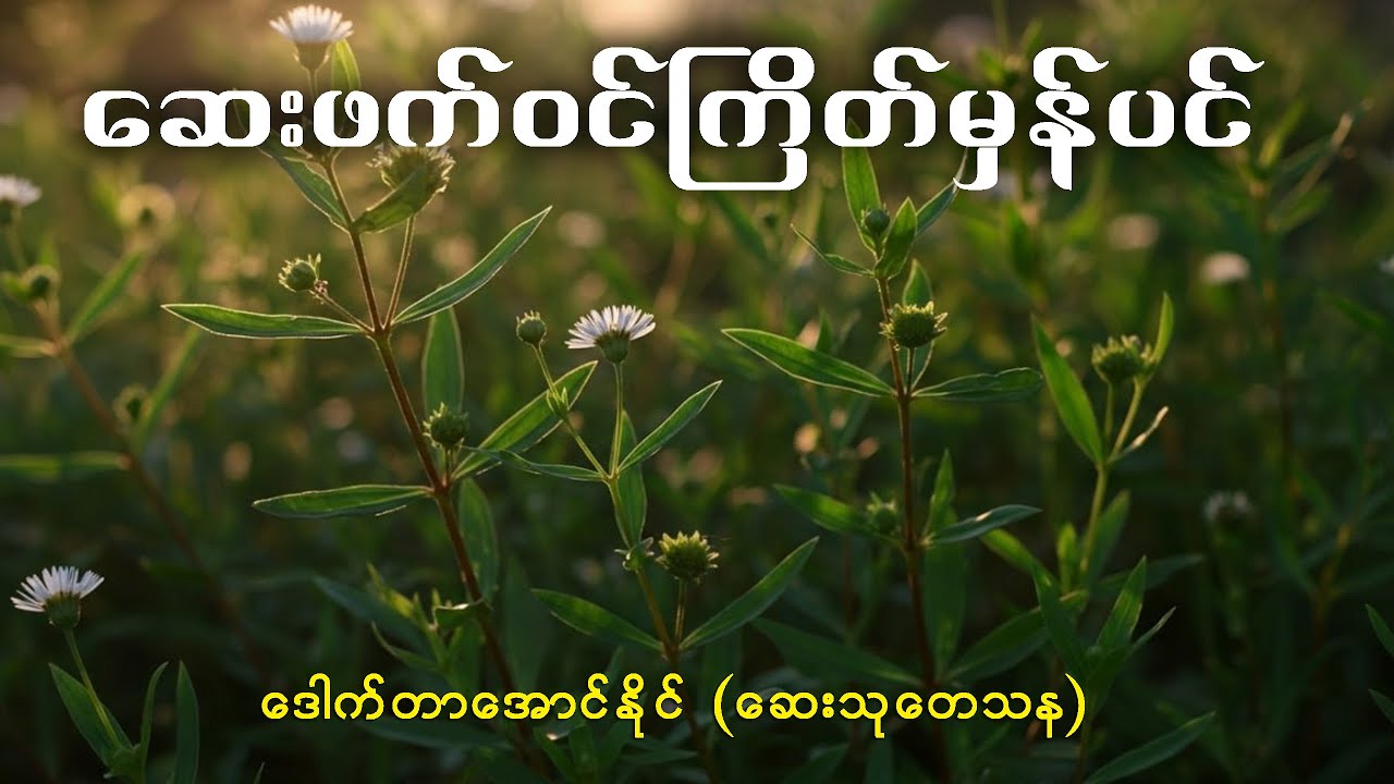 ဆေးဖက်ဝင် ကြိတ်မှန်ပင် | ဒေါက်တာအောင်နိုင် (ဆေးသုတေသန)