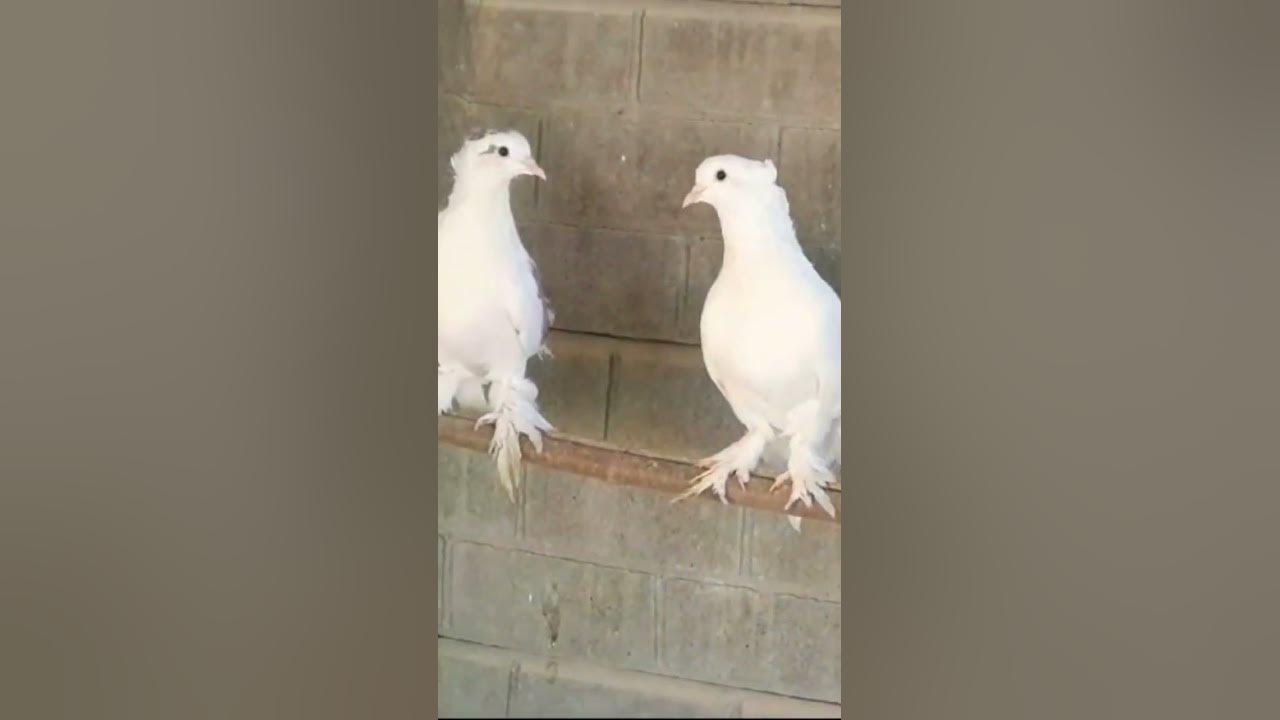 bukhara-confirm-boarding-female-sell-location-dombivli-no-time-pass