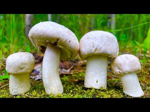 Этот УБИЙЦА травит ЛЮДЕЙ! Шампиньоны 23 мая ПОШЛИ ПОЛЯНАМИ! Грибник ОШАРАШЕН в ШОКЕ! Грибы 2023