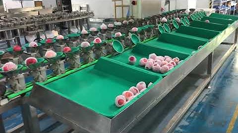 Weight Grader YGW YPFG160F6 for fruit 2 batch