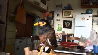 Morris the Mynah