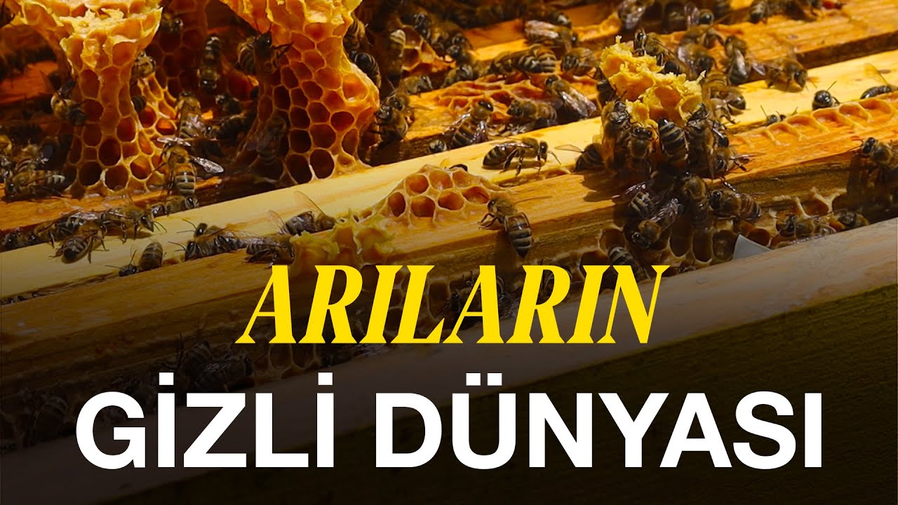 ARILARIN GİZLİ DÜNYASI | Belgesel