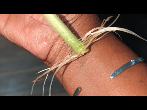 Easiest way to regrow your favorite herbs