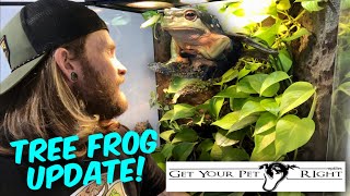 UPDATE & Maintenance On My MAGNIFICENT TREE FROG PALUDARIUM